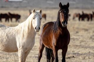 Side by Side – Contrasts on the Nevada Range