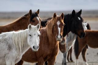 Watchful Group – Mixed Coats at Rest