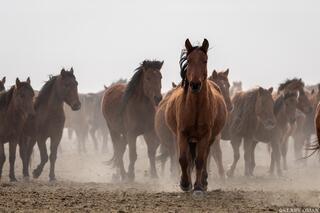 Into the Dust and Light