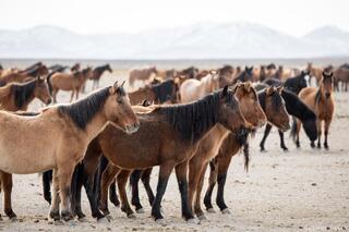 Waiting Line – Desert Horses in Formation