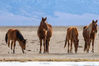 Quiet Gathering – Mustangs at the Water’s Edge