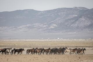 Moving Line – Mixed Band in Step, Nevada Desert