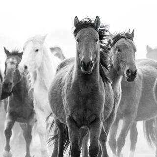 Front Runner – Focused in the Dust (B&W)