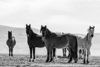 Line of Sight – Standing Band in Haze (B&W)