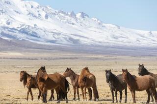 Alert Band at Rest – East Humboldt Range