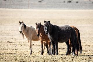 Desert Quartet – Four Mustangs in Formation