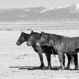 Three in Line – Desert Stallions at Rest (B&W)