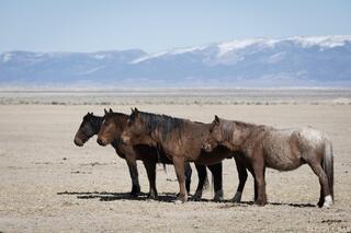 Desert Lineup – Four Mustangs in Formation, Nevada Range
