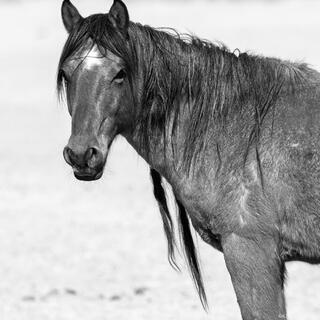 Centered Gaze – Young Stallion Portrait (B&W)