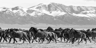 Dark Herd in Motion – Nevada Desert (B&W)