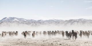 Dust and Distance – Herd on the Move, Nevada Range