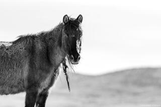 Solitary Look – Winter Coat, Nevada Desert (B&W)