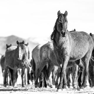 Emerging Presence – Lead Horse and Herd (B&W)