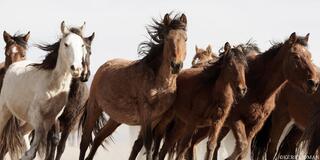 Forward Motion – Mixed Band in Sunlight, Mustang Monument