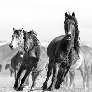 Leading Edge – Midstride Mustangs in Motion (B&W)