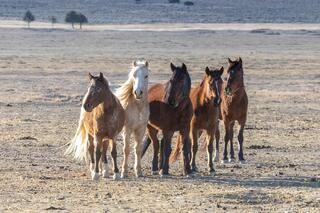 Five Across – Late Light on the Open Range