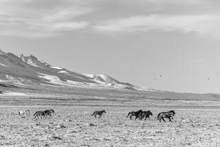 Winter Drift, Wild Horses East Humbolt Range
