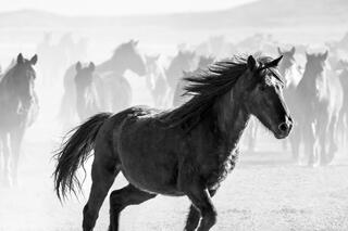 Breaking Away – Lone Mustang in Motion (B&W)