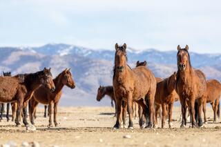 Standing Watch – Bay Mares and Stallions, Nevada Desert