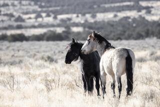 Desert Bond