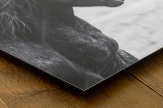 ChromaLuxe Metal Prints (Ready to Hang)
