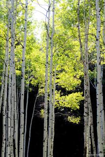 Light Through the Canopy