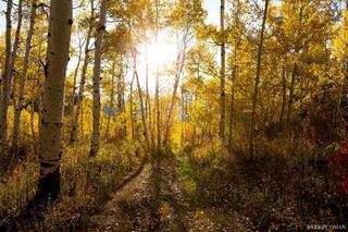 Golden Morning Path