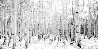 Winter Silence
