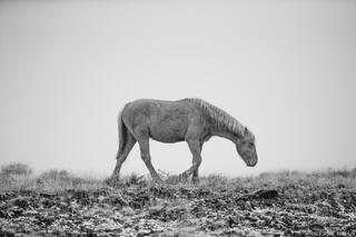 Weathered Grace
