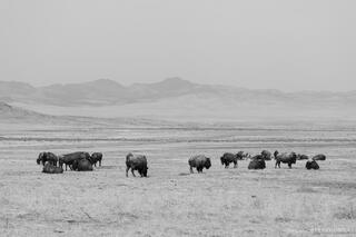 Where the Herd Waits