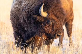 Prairie Ember