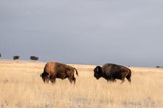 Stormside Grazing