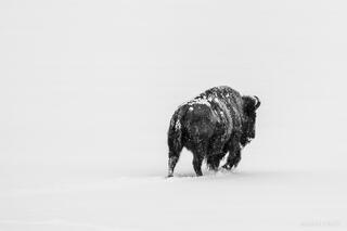 Into the White