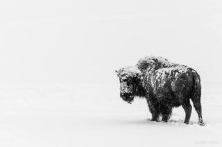 Burden of Winter