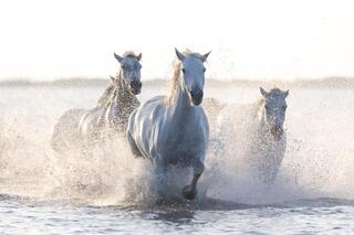 Breakwater Spirit