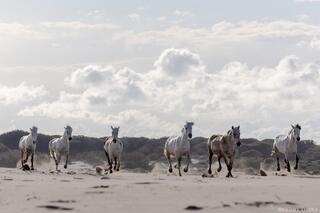 Across the Dunes