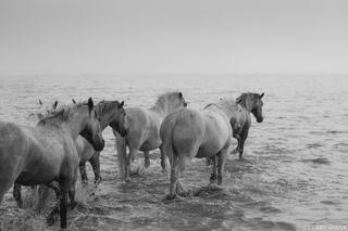 Toward the Gray Horizon
