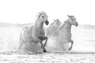 Into the Spray