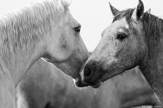 White Horses of Camargue, France Black and White