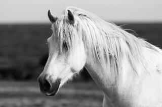Profile of Grace