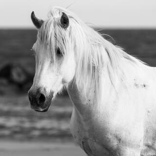 Windswept Presence