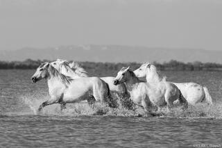 Across the Tidelands