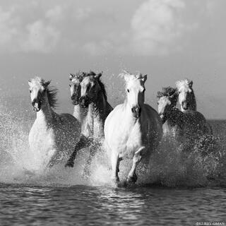 Leading the Charge