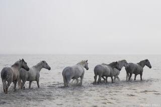 Where the Water Leads