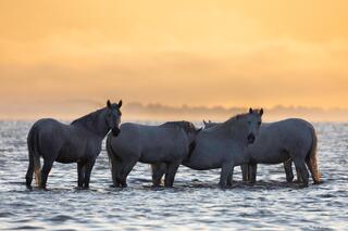 White Horses of Camargue, France