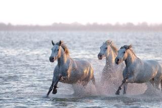 First Light, Full Stride
