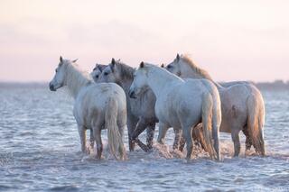 Whispers of the Tide