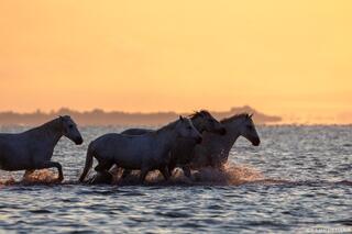 Chasing the Last Light
