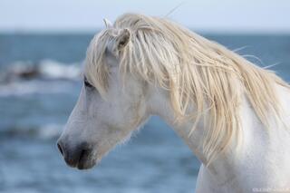 Sea Wind