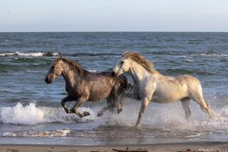 Breaking Shore